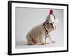 Bulldog Puppy Wearing Santa Hat-Jim Craigmyle-Framed Photographic Print