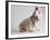 Bulldog Puppy Wearing Santa Hat-Jim Craigmyle-Framed Photographic Print
