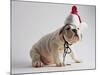 Bulldog Puppy Wearing Santa Hat-Jim Craigmyle-Mounted Photographic Print