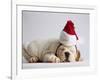 Bulldog Puppy Wearing Santa Hat-Jim Craigmyle-Framed Photographic Print