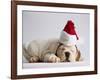 Bulldog Puppy Wearing Santa Hat-Jim Craigmyle-Framed Photographic Print