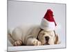 Bulldog Puppy Wearing Santa Hat-Jim Craigmyle-Mounted Photographic Print