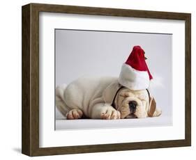 Bulldog Puppy Wearing Santa Hat-Jim Craigmyle-Framed Photographic Print