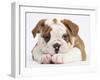 Bulldog Puppy With Chin On Paws, Against White Background-Mark Taylor-Framed Photographic Print