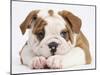 Bulldog Puppy With Chin On Paws, Against White Background-Mark Taylor-Mounted Photographic Print