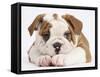 Bulldog Puppy With Chin On Paws, Against White Background-Mark Taylor-Framed Stretched Canvas