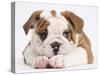 Bulldog Puppy With Chin On Paws, Against White Background-Mark Taylor-Stretched Canvas