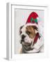 Bulldog Puppy with Christmas Hat on-Zandria Muench Beraldo-Framed Photographic Print