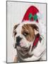 Bulldog Puppy with Christmas Hat on-Zandria Muench Beraldo-Mounted Photographic Print