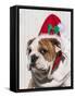 Bulldog Puppy with Christmas Hat on-Zandria Muench Beraldo-Framed Stretched Canvas