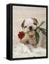 Bulldog Puppy with Rose in Mouth-null-Framed Stretched Canvas
