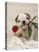 Bulldog Puppy with Rose in Mouth-null-Stretched Canvas
