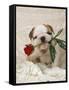 Bulldog Puppy with Rose in Mouth-null-Framed Stretched Canvas