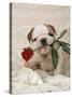 Bulldog Puppy with Rose in Mouth-null-Stretched Canvas