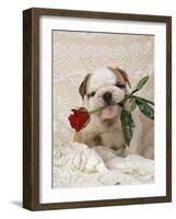 Bulldog Puppy with Rose in Mouth-null-Framed Photographic Print