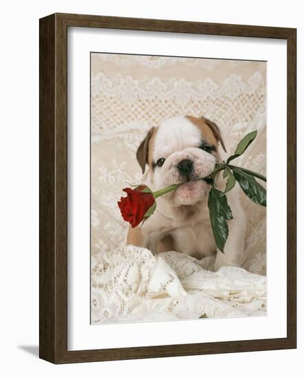 Bulldog Puppy with Rose in Mouth-null-Framed Photographic Print