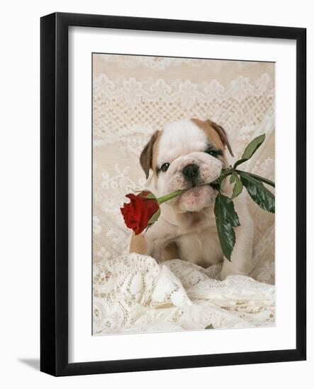 Bulldog Puppy with Rose in Mouth-null-Framed Photographic Print