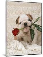 Bulldog Puppy with Rose in Mouth-null-Mounted Photographic Print