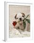 Bulldog Puppy with Rose in Mouth-null-Framed Photographic Print