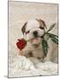 Bulldog Puppy with Rose in Mouth-null-Mounted Photographic Print