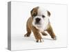 Bulldog Puppy-Peter M. Fisher-Stretched Canvas