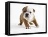 Bulldog Puppy-Peter M. Fisher-Framed Stretched Canvas