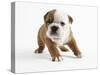 Bulldog Puppy-Peter M. Fisher-Stretched Canvas