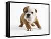 Bulldog Puppy-Peter M. Fisher-Framed Stretched Canvas