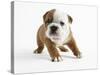 Bulldog Puppy-Peter M. Fisher-Stretched Canvas