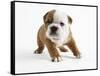 Bulldog Puppy-Peter M. Fisher-Framed Stretched Canvas