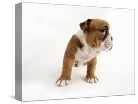 Bulldog Puppy-Peter M. Fisher-Stretched Canvas