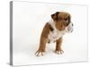 Bulldog Puppy-Peter M. Fisher-Stretched Canvas