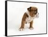 Bulldog Puppy-Peter M. Fisher-Framed Stretched Canvas