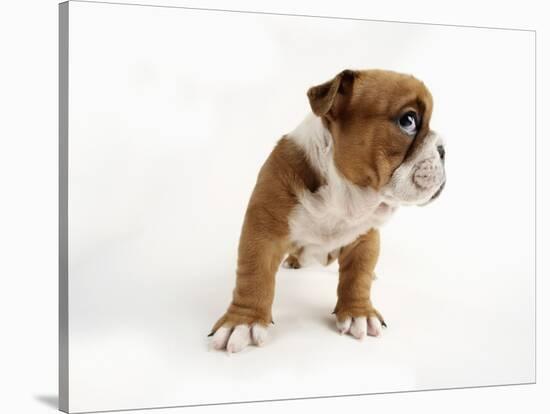 Bulldog Puppy-Peter M. Fisher-Stretched Canvas