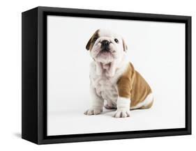 Bulldog Puppy-Peter M^ Fisher-Framed Stretched Canvas