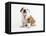 Bulldog Puppy-Peter M^ Fisher-Framed Stretched Canvas