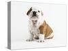 Bulldog Puppy-Peter M^ Fisher-Stretched Canvas