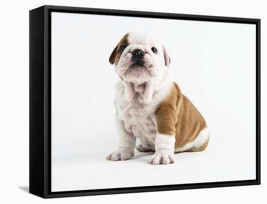 Bulldog Puppy-Peter M^ Fisher-Framed Stretched Canvas