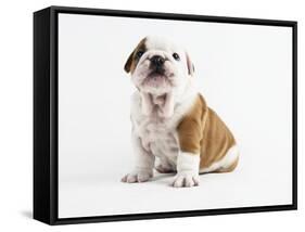 Bulldog Puppy-Peter M^ Fisher-Framed Stretched Canvas