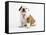 Bulldog Puppy-Peter M^ Fisher-Framed Stretched Canvas