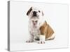 Bulldog Puppy-Peter M^ Fisher-Stretched Canvas