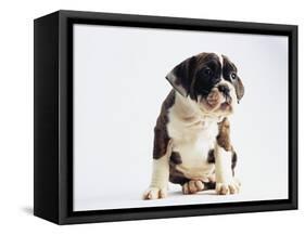 Bulldog Puppy-Jim Craigmyle-Framed Stretched Canvas