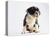 Bulldog Puppy-Jim Craigmyle-Stretched Canvas