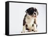 Bulldog Puppy-Jim Craigmyle-Framed Stretched Canvas