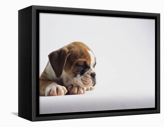 Bulldog Puppy-Jim Craigmyle-Framed Stretched Canvas