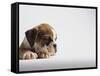 Bulldog Puppy-Jim Craigmyle-Framed Stretched Canvas