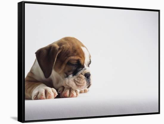 Bulldog Puppy-Jim Craigmyle-Framed Stretched Canvas