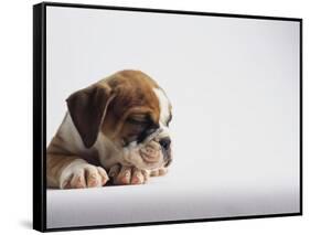 Bulldog Puppy-Jim Craigmyle-Framed Stretched Canvas