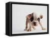 Bulldog Puppy-Jim Craigmyle-Framed Stretched Canvas