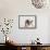 Bulldog Puppy-Jim Craigmyle-Framed Stretched Canvas displayed on a wall